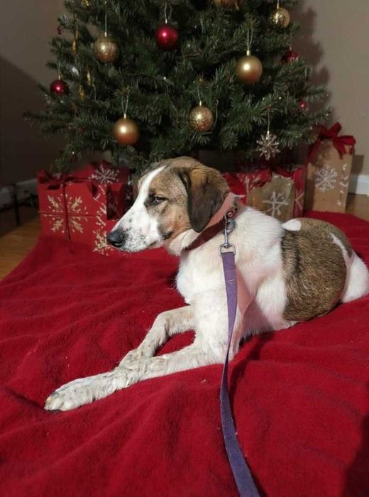 Вихра търси дом!