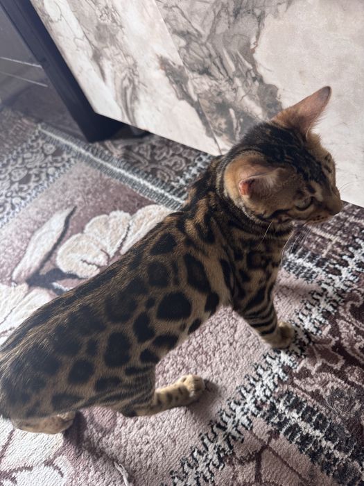 Бенгальский котенок 4 месяца