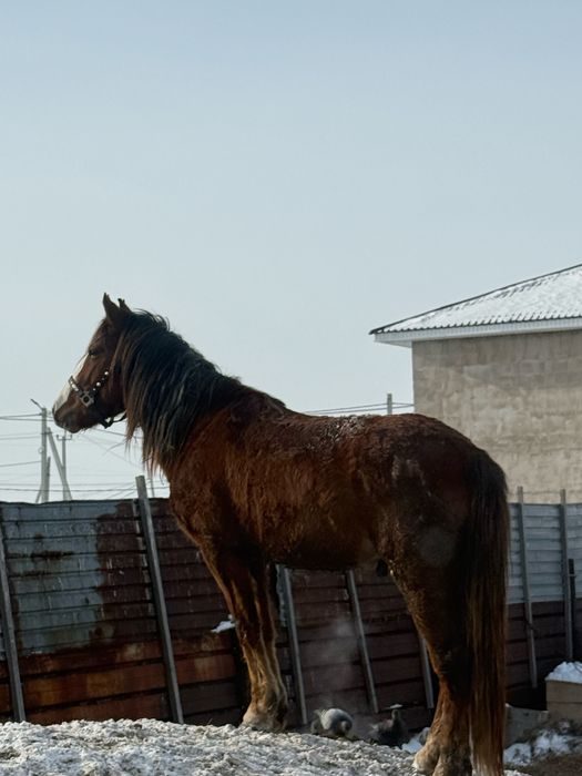 Продам лошадь(кунан)