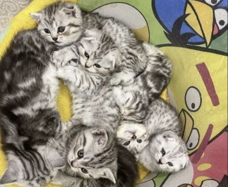 Предлагаются Крошки