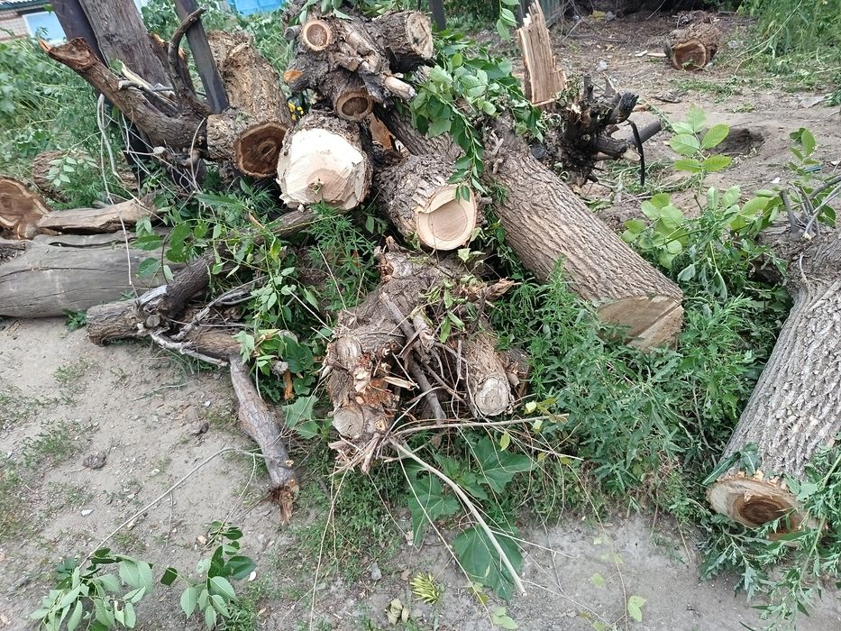 Дрова даром очень много