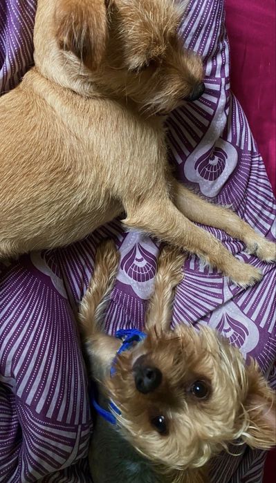 Pet sitter (CAZARE) | Experiență reală + recomandări | Grijă reală, fără stres