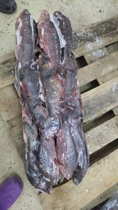 Карас свежемороженая 400-650гр