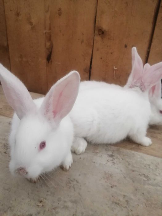 Vând iepuri i hycole pui de 6 săptămâni