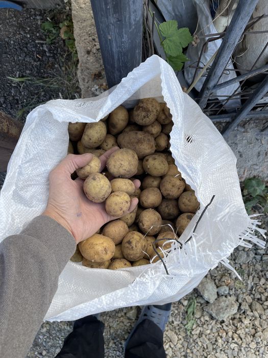 Продам картошку в мешках