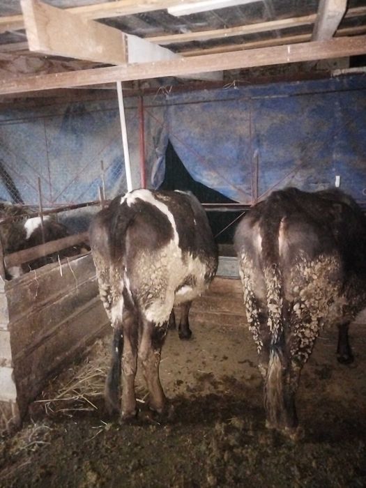 Продам тёлок стоят на откорме