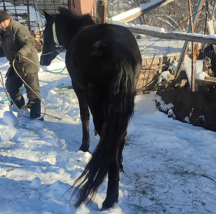 Ат сатылады конь