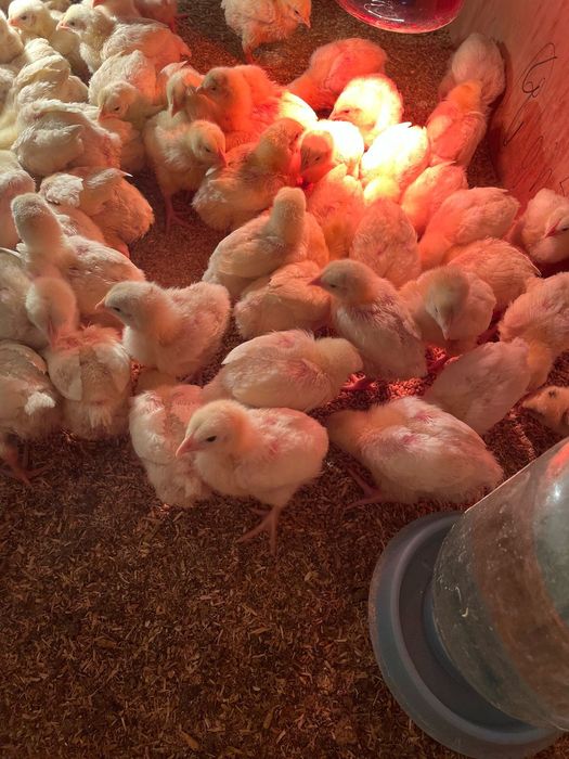 Бройлер ком 500 Россия