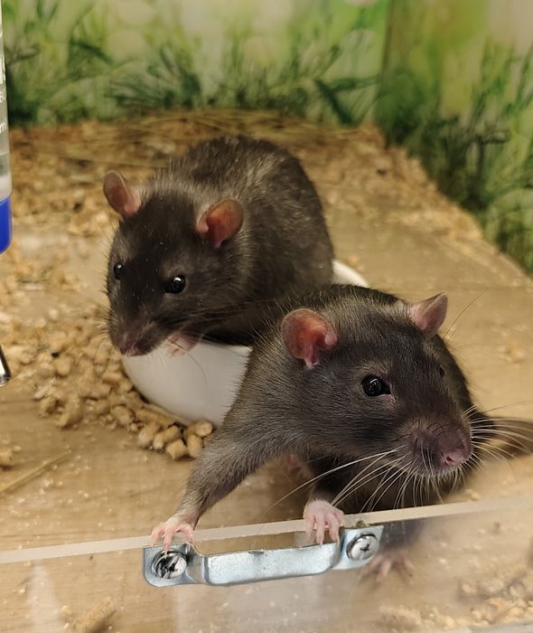 Декоративные крысы,крыса