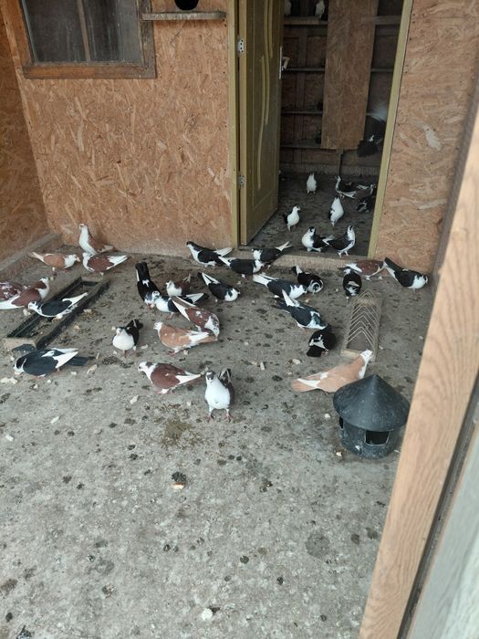 Porumbei galateni cu joc foarte bun