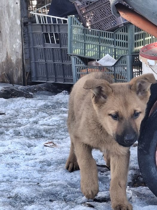 Продаются  щенки  ВЕО