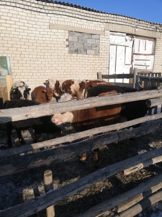 Продам фермерское хозяйство.