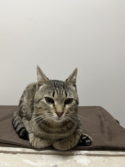 Отдам котика в добрые руки