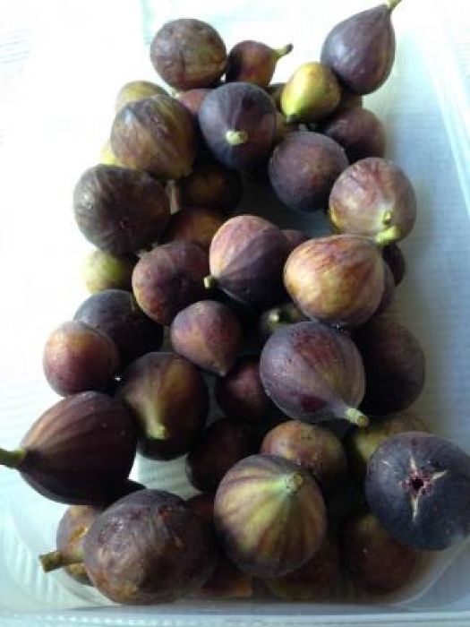 Smochin Românesc Maro 15-30 cm, pentru dulceată.