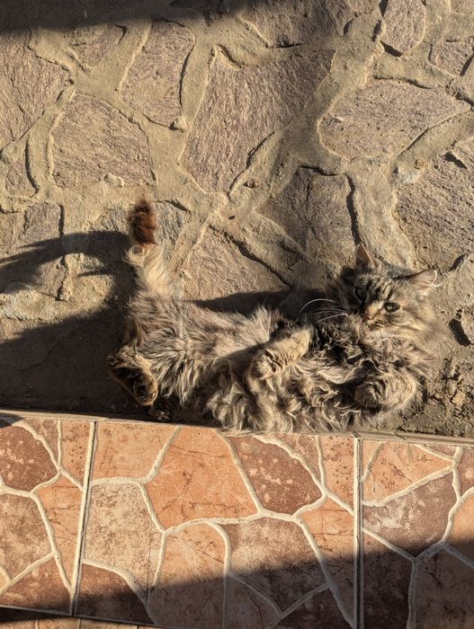 Pisicuță de adoptat!!