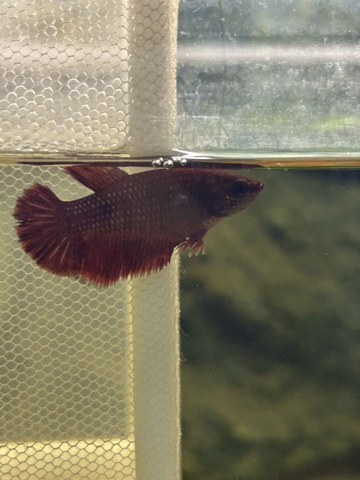 Продаю рыбок петушков 2 самки и 1 самец