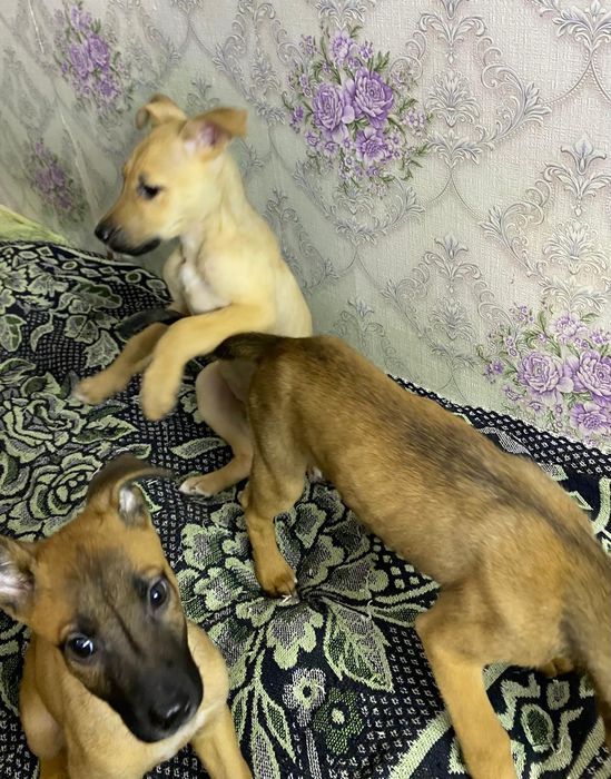 Отдам щенков в добрые руки