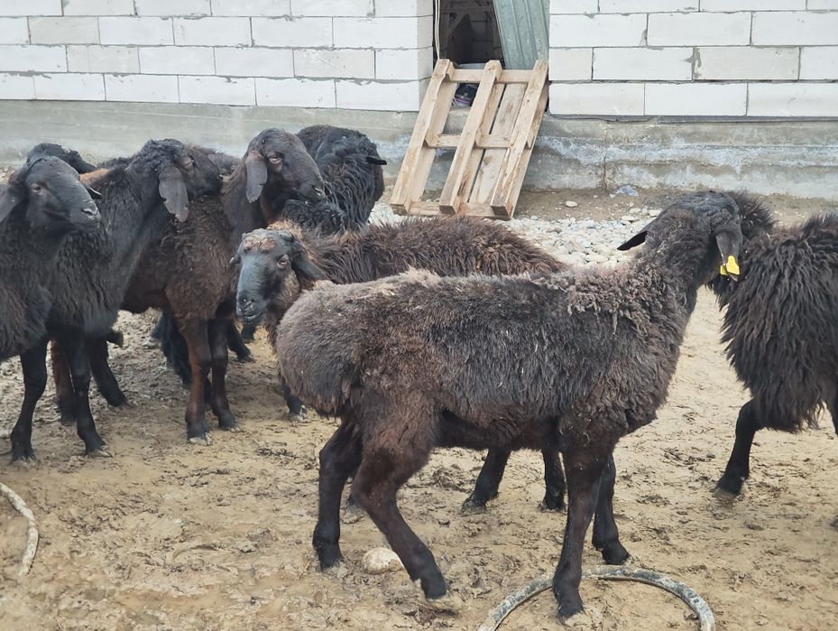 Қошқарлар сатылады