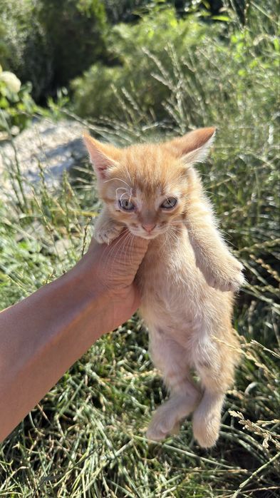 Отдам котят в добрые руки