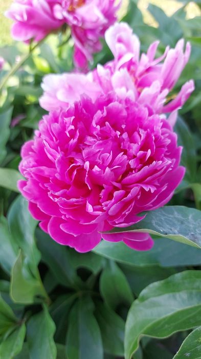 Корни розовых пионов