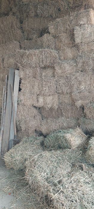 Преслар беда сомон сорка