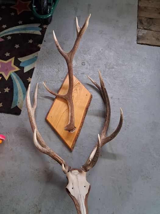 Trofeu cerb  90 cm