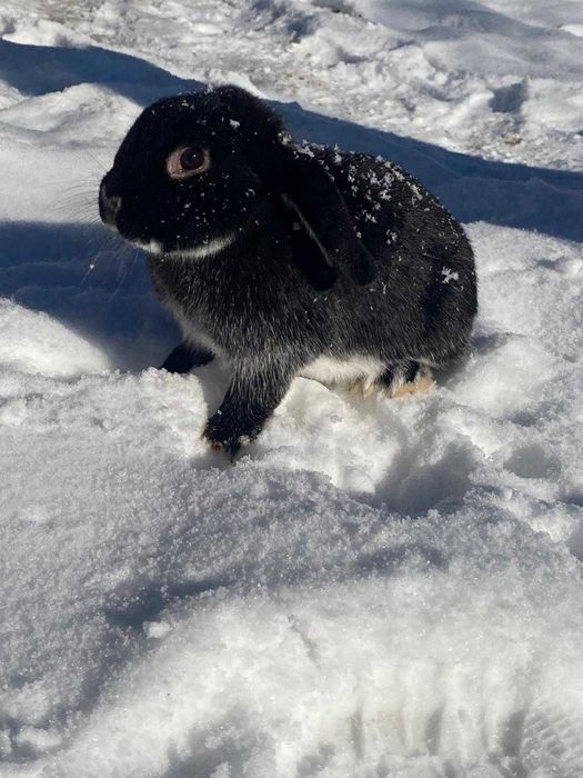 Iepuri de companie rasa Berbec German Pitic