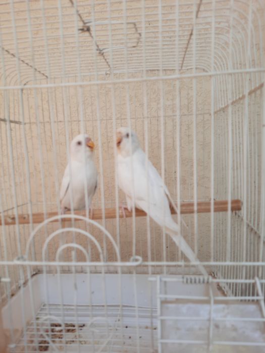 3 пар тути . Ёввойи кушлар
