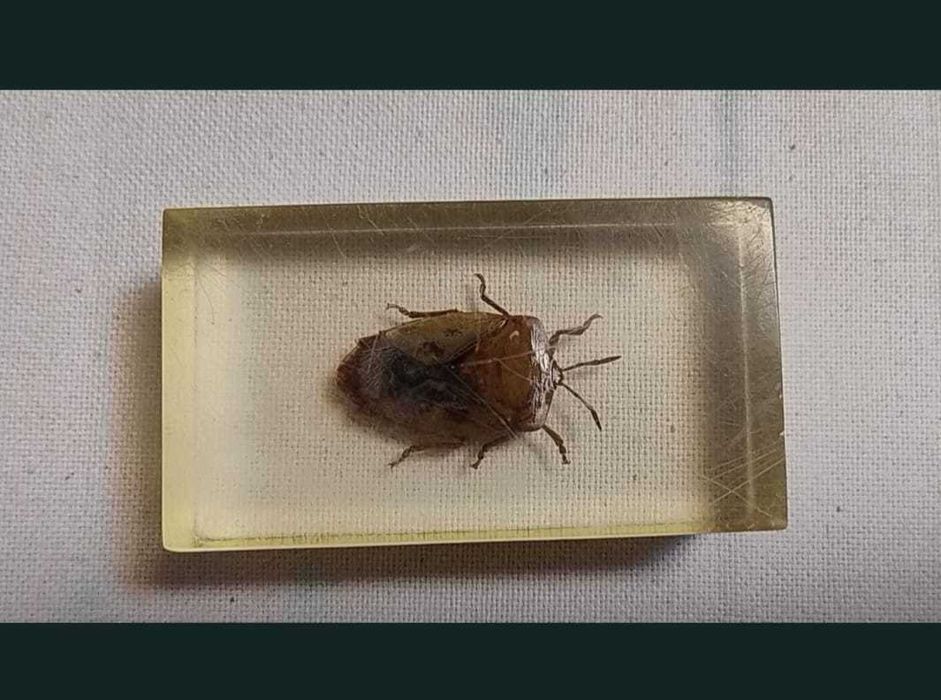Insecte reale conservate în rășină sintetică - seria de la Deagostini