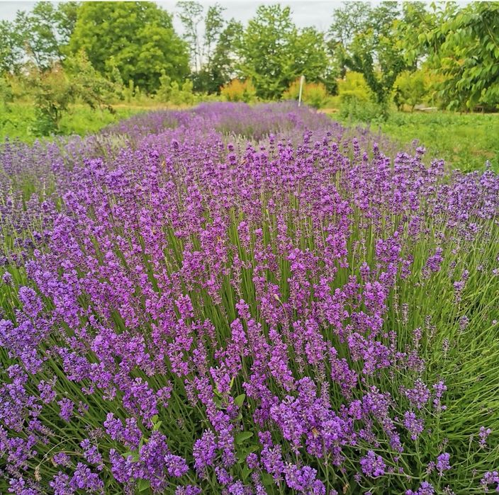 Vând buchete de lavanda Bio