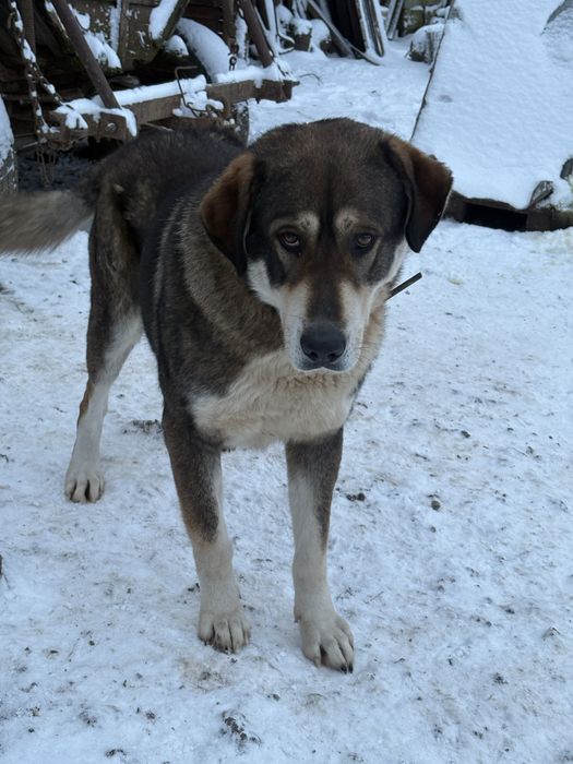 Donez catelusi de talie mare suberbi . Seriozitate