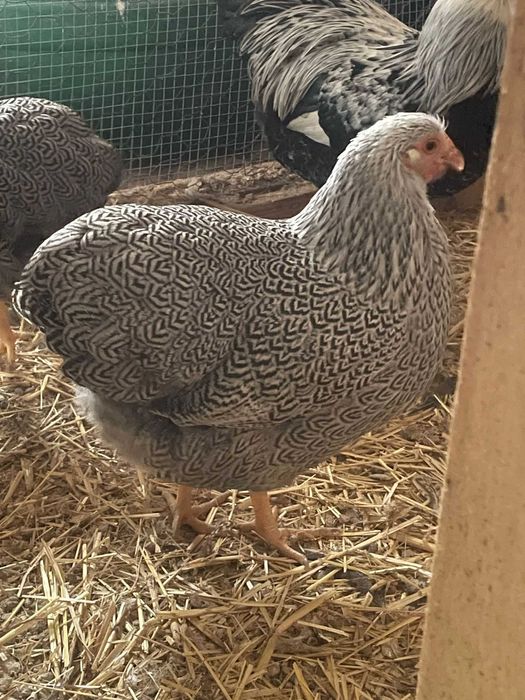 Wyandotte Pitic Argintiu cu benzi  2025