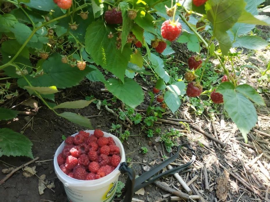 Малина "Белостволка" - ремонтантная