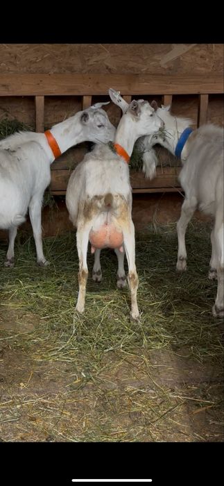 Disponibil tapisor saanen