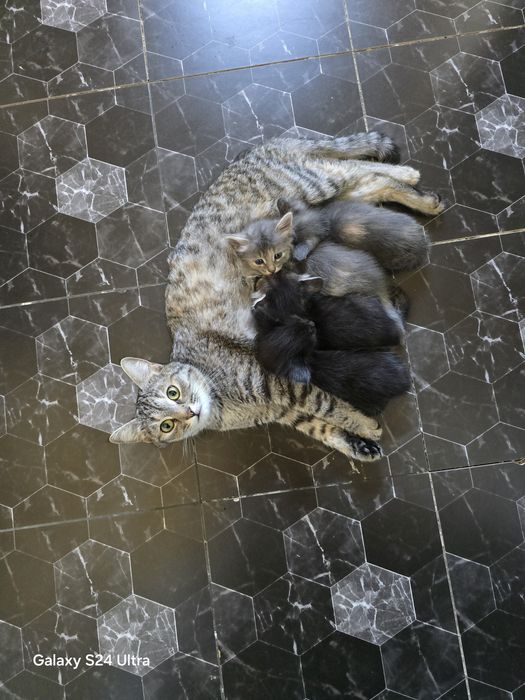 Котята европеец бесплатно