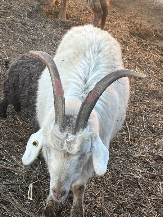 Козы ешкі лақ шыбыш