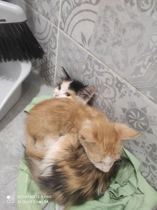 Котята очень милые