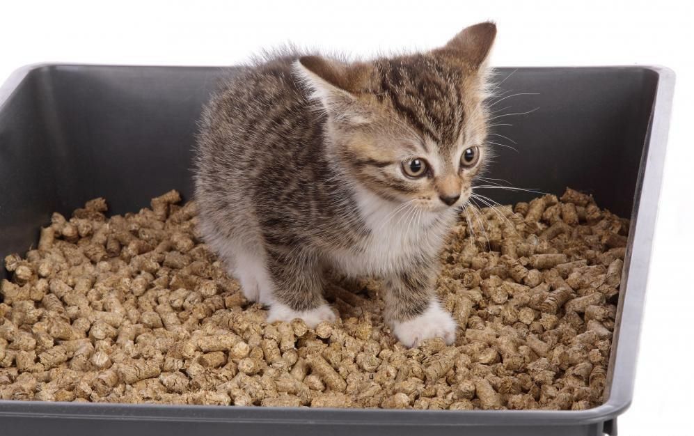 ВСЕГДА В НАЛИЧИИ на развес для кошачьего лотка