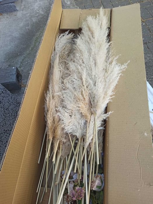 Пампаска трева за декорация