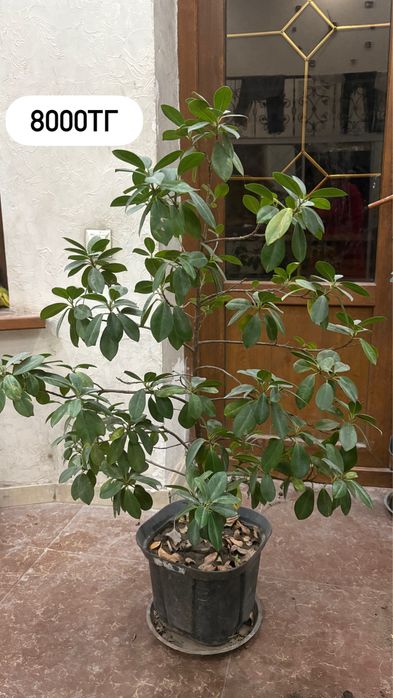 Молочай, эухарис, фикус макламе