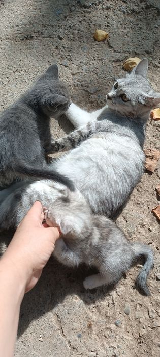 Котята породистые