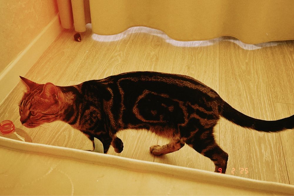 Пропал котик Муся