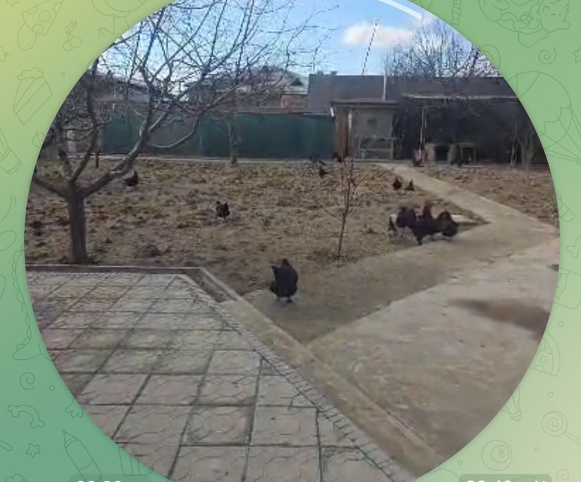 Уй тухуми uy tuxumi  домашное яйцо