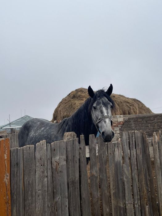 Продам Жеребца спокойный