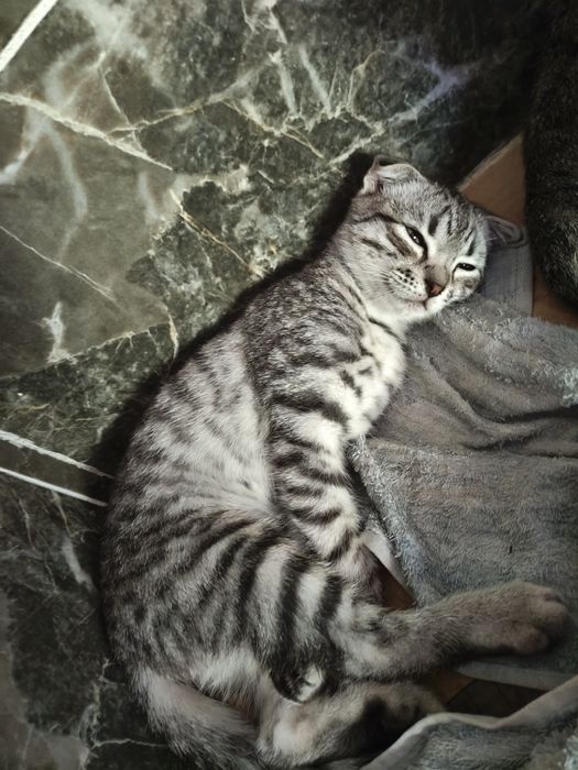 Отдам даром котенка