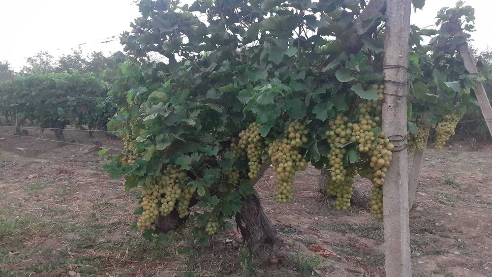 Vanzare struguri de masă/vin