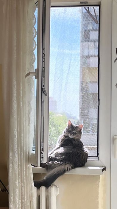 Ofer cazare pentru caini si pisici talie mica