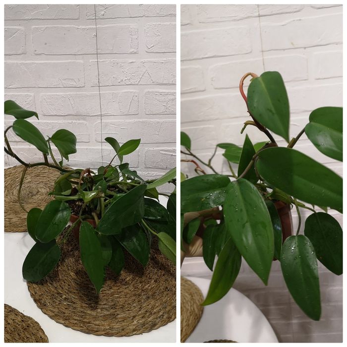 Продам комнатные растения