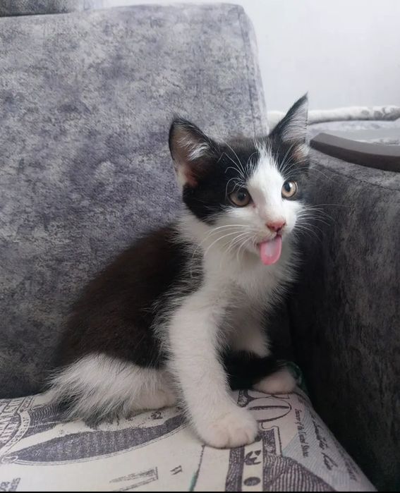 Котята ласковые.