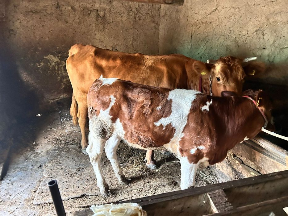 Vând vacă tânără și bună de lapte